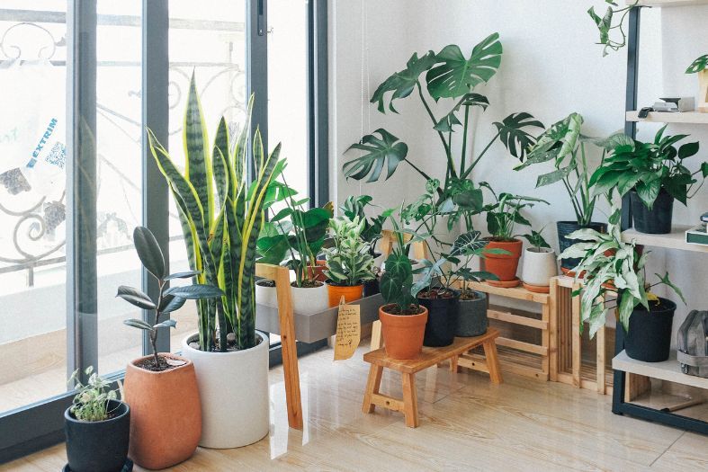 Common Plants That Improve Indoor Air Quality